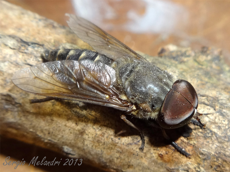 Tabanidae da id